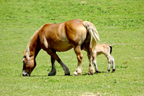 Cavalls pasturant a Sorre.