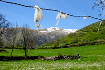 Pastures de la vall d´Àssua.