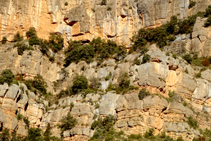 Les cornises dels cingles ofereixen refugi a les alzines i a tota mena d´aus com el falcó pelegrí, l´àguila marcenca o el roquerol.