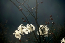 Roser silvestre amb etèries llavors de <i>clematis</i>.