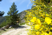 Bàlec a la vall de la Llosa.