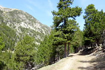 Bosc de pi negre a la vall de la Llosa.