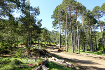 Treballs forestals al collet de Terra Negra.