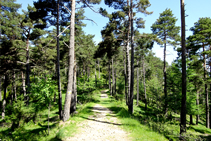 Camí al mirador de la Roca de la Lluna.