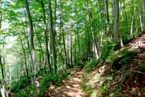 Fageda arribant a la collada de Falgars.