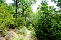 La roureda de la serra de Falgars.