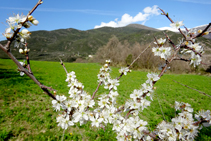 Prats de pastura a la borda de Soriguer.