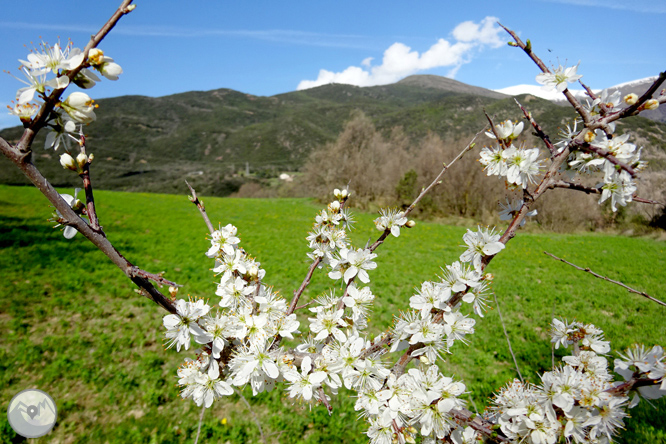 Mare de Déu d