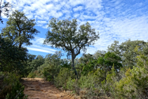 El bosc del massís de les Cadiretes.