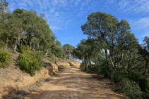 Els boscos del massís de l´Ardenya - Cadiretes.