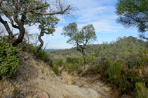 Davallant cap a Sant Feliu de Guíxols.