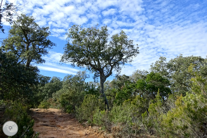 Massís de l