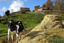 Vaca Frisona al mas Lladré.