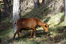Cabres pasturant als boscos del mas Lladré.