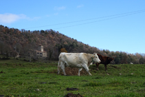 Vaques pasturant al pla de Capdevila.