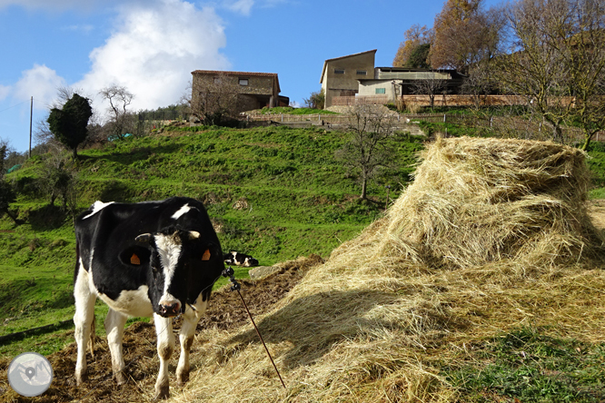 Matamala i les Llosses per antics camins de ferradura 1 