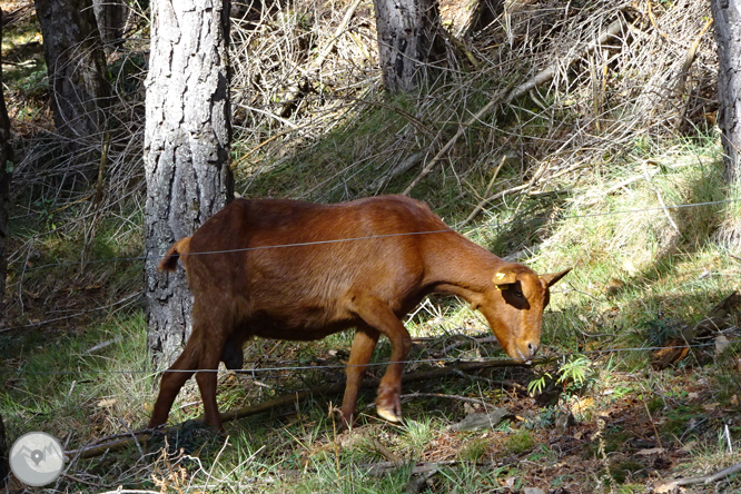 Matamala i les Llosses per antics camins de ferradura 1 