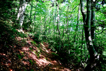 La fageda de l´obaga del Cap dels Banyadors.