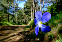 Flor de lli a la serra del Catllaràs.