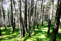 El bosc de pi roig a la collada del Tosquer.