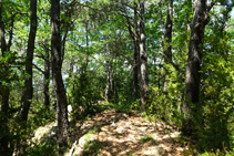 La roureda de la serra del Mill.