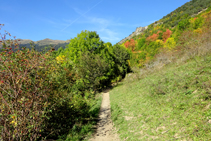 Bosquines d´arbres caducifolis.