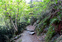 Bosc a la riba del Garona.