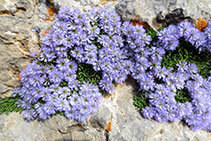 Lluqueta de roca (<i>Globularia cordifolia</i>).