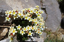 Crespinell (<i>Sedum brevifolium</i>).