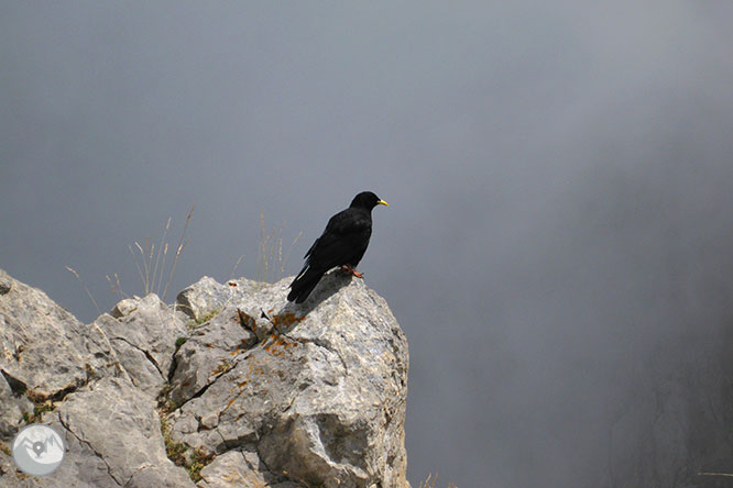 Pedraforca (2.506m) des de Gósol 1 