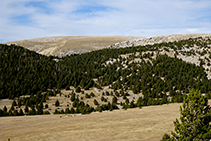 Bosc subalpí baixant cap al prat Piquer.