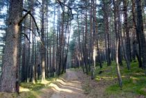 Bosc de coníferes de Sant Joan.