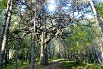 Pi roig a la cruïlla de Romadriu.