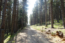 Pineda de pi negre a la Culla.