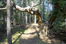 Arbres vells al bosc de la Culla.