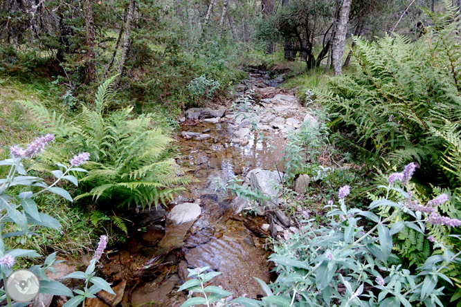 Pels boscos de Sant Joan de l