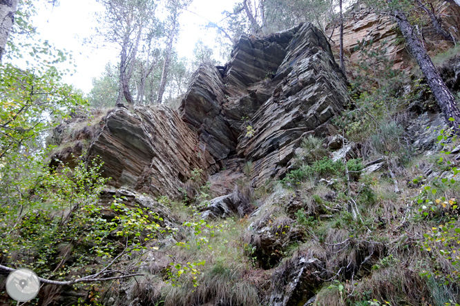 Pels boscos de Sant Joan de l