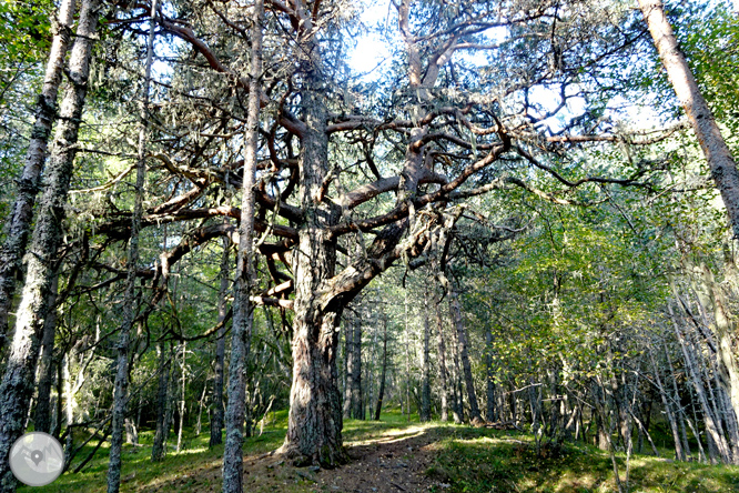 Pels boscos de Sant Joan de l