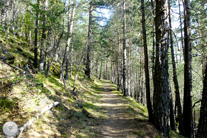 Pels boscos de Sant Joan de l