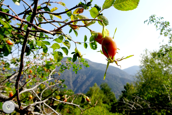 Pels boscos de Sant Joan de l