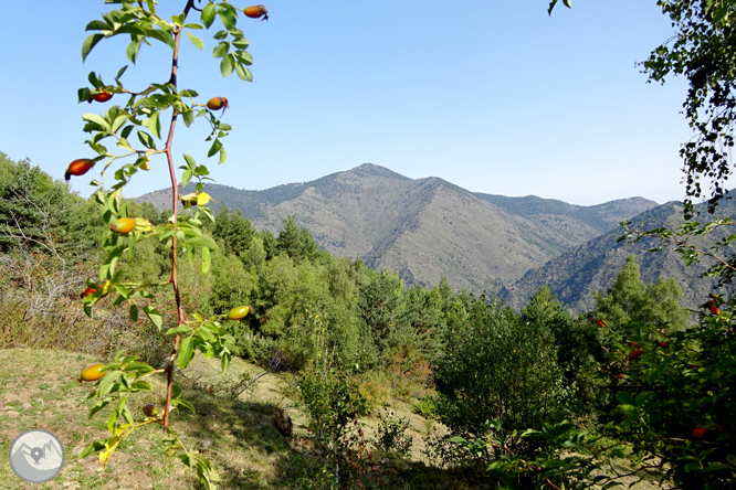 Pels boscos de Sant Joan de l