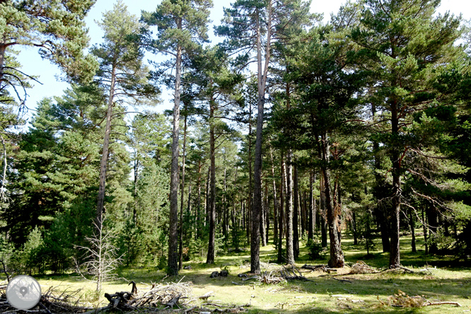 Pels boscos de Sant Joan de l