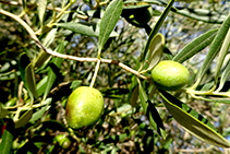 Olivera, arbre conreat i molt present a la zona.