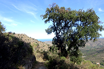 El camí antic que comunicava la Selva de Mar amb Sant Pere de Rodes.