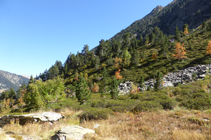 El bosc de pi negre i arbres caducifolis tenyit de tardor.