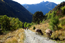 Després del refugi de Sorteny, baixem còmodament per la pista fins a l´aparcament del Parc Natural.