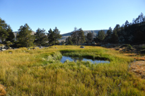 Molleres camí a l´estany de Coma Estremera.