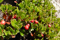 Boixerola.