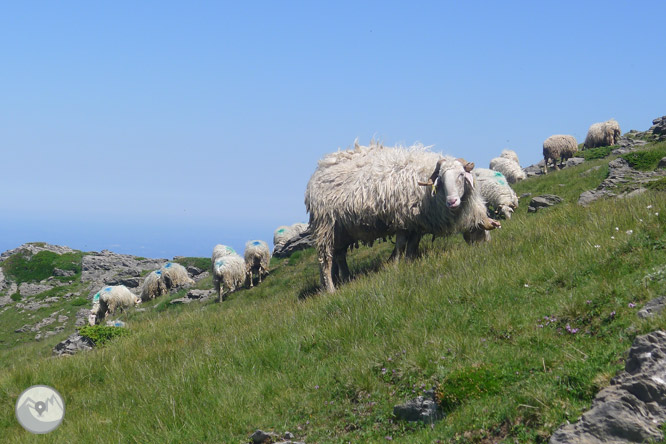 Pic Arlas (2.044m) des del coll de la Piedra de San Martín 1 