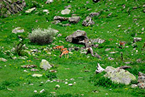 Grup de daines pasturant als voltants de Sant Maurici.